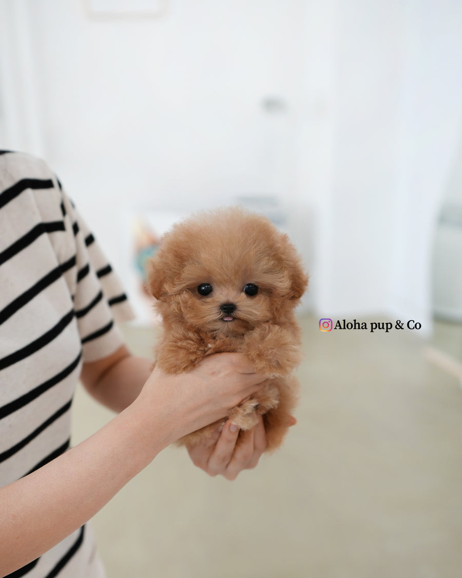 Muffin [TEACUP POODLE]