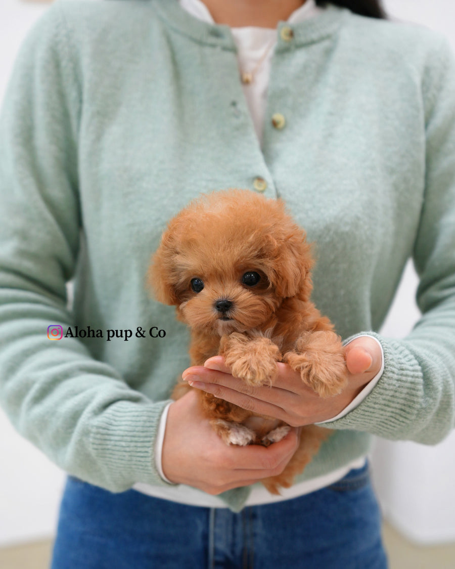 Toby [TEACUP POODLE]