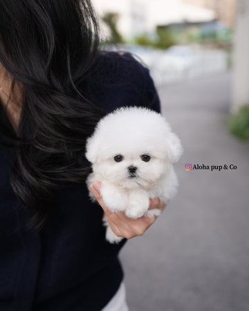 Ben [TEACUP BICHON]