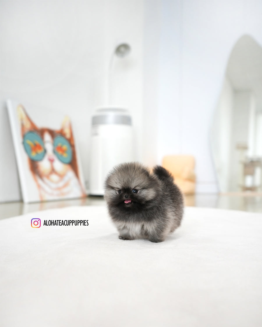 Theo [TEACUP POMERANIAN]