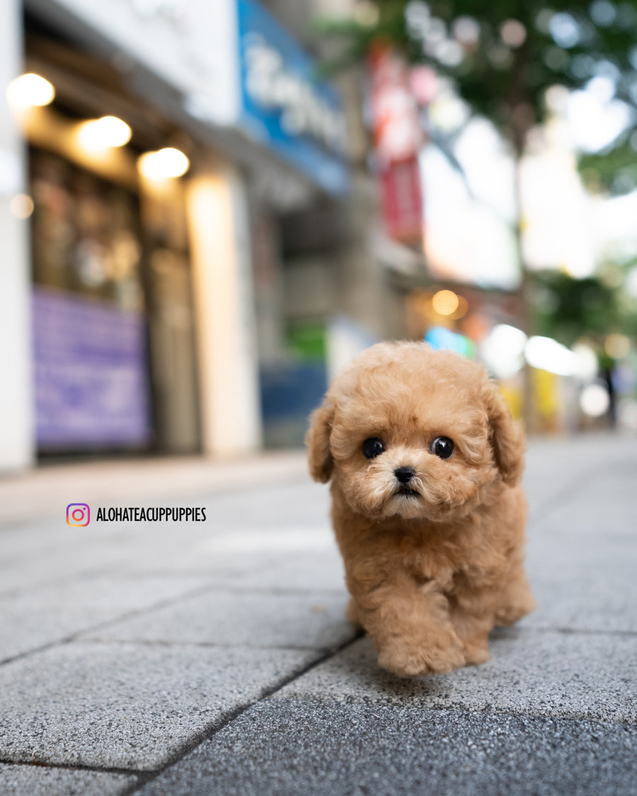 Dolly [TEACUP MALTIPOO]