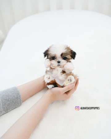 Pawblo [Mini SHIHTZU]