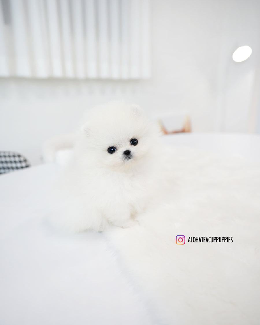 Kitty [TEACUP POMERANIAN]