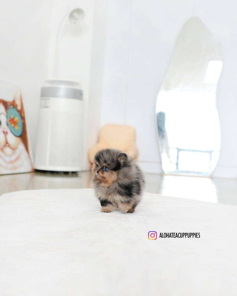 Kai [TEACUP POMERANIAN]