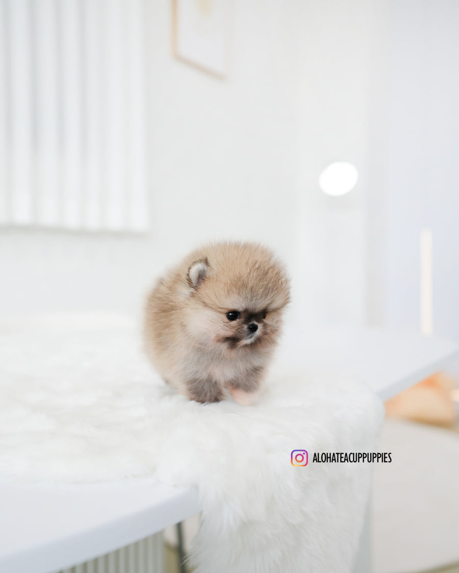 Tiramisu [TEACUP POMERANIAN]