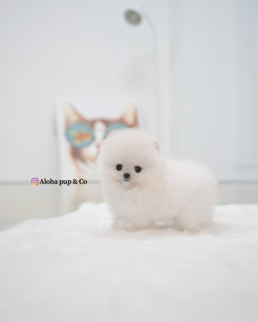 Roi [TEACUP POMERANIAN]