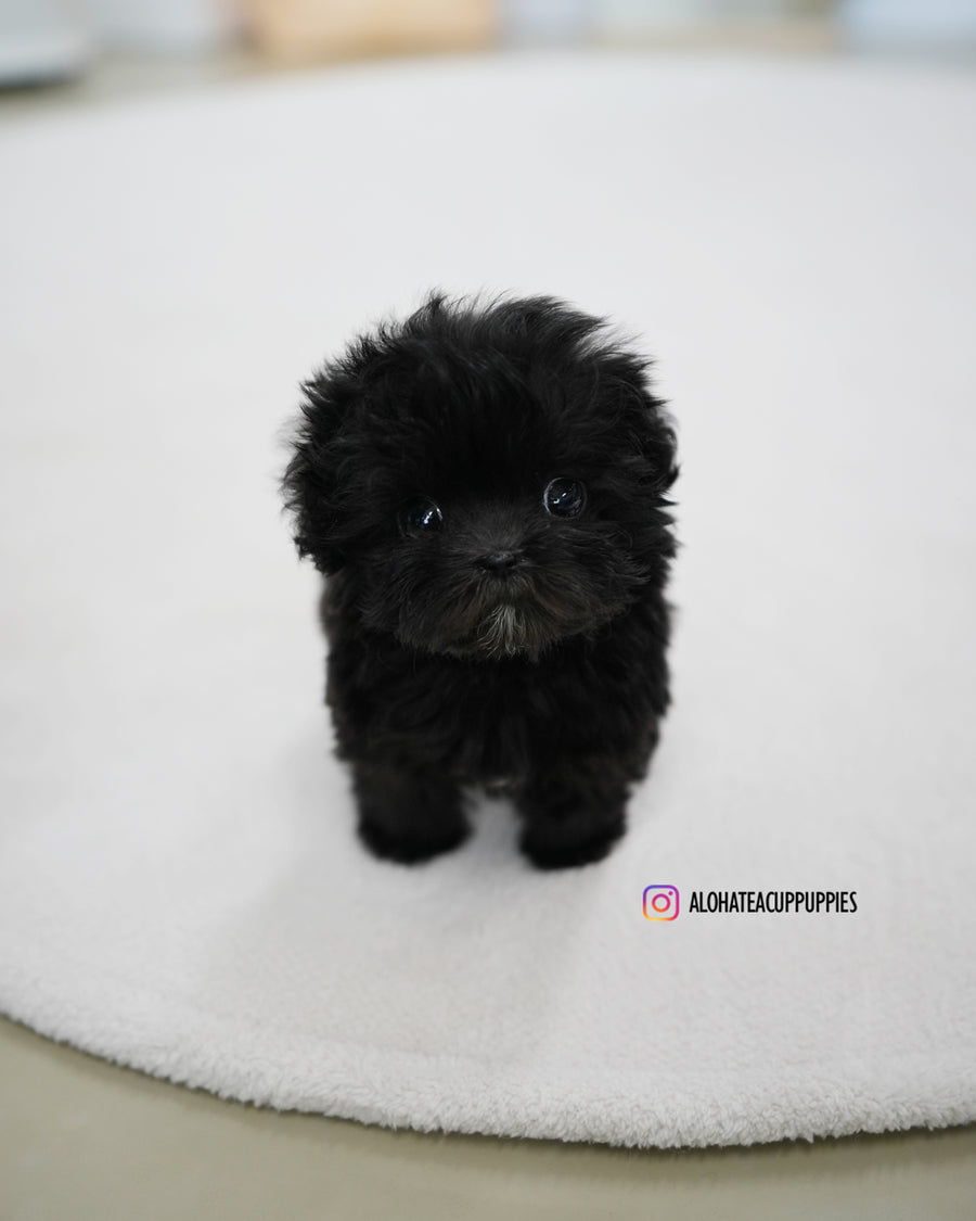 Lotty [TEACUP MALTIPOO]