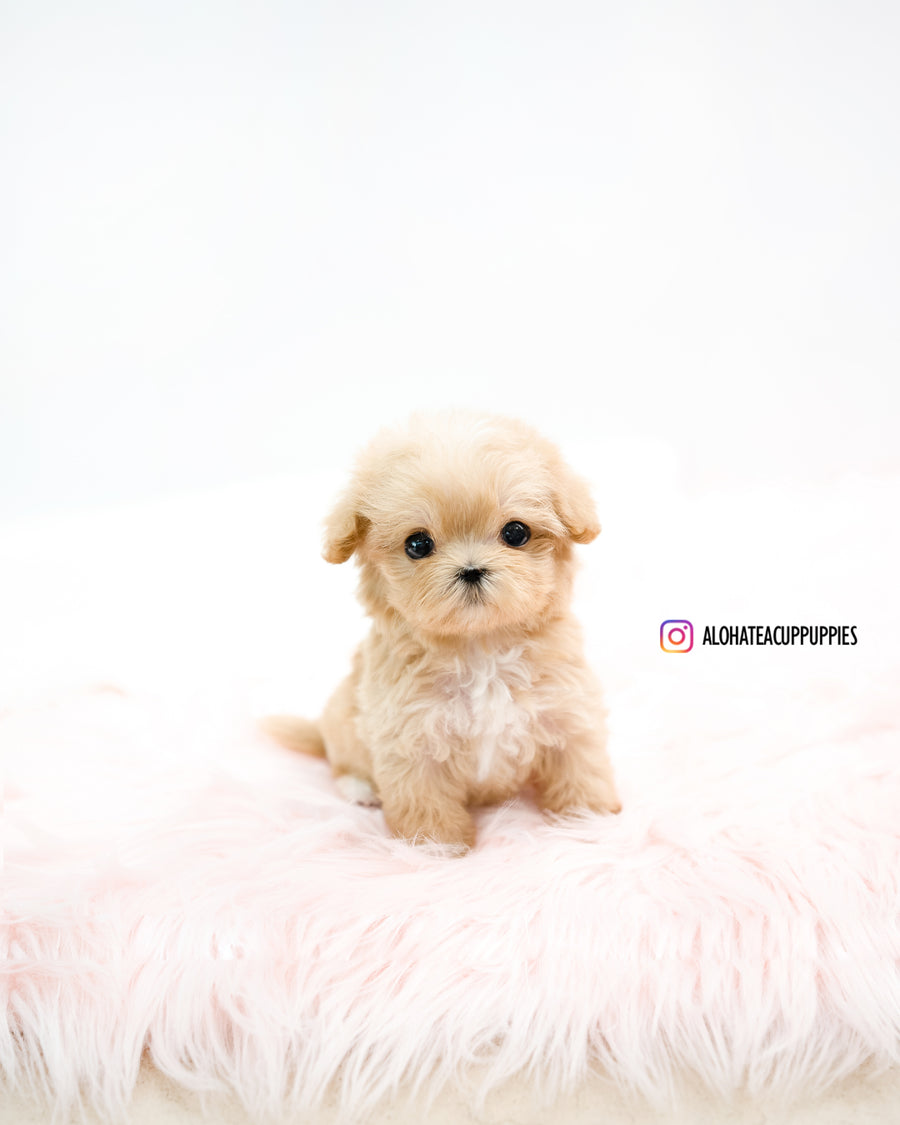 Oscar [TEACUP MALTIPOO]