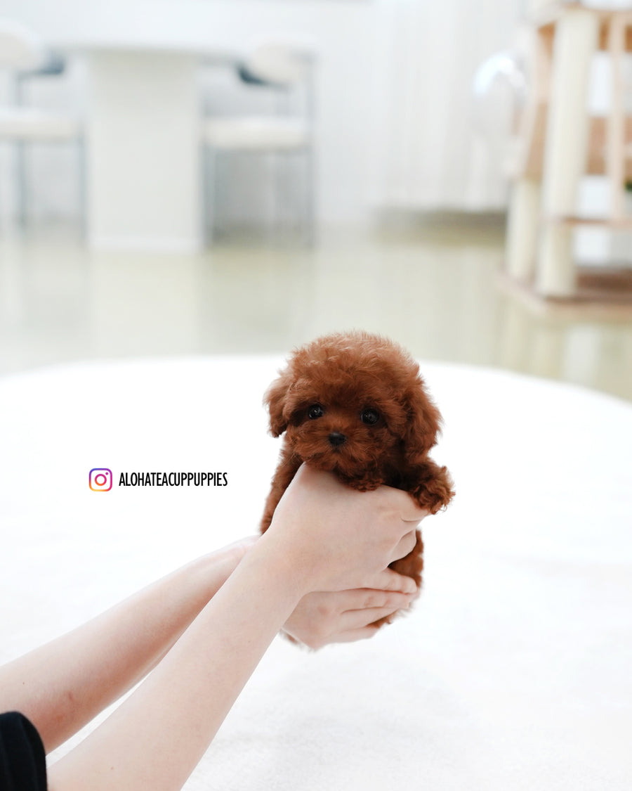 Mandy [TEACUP POODLE]