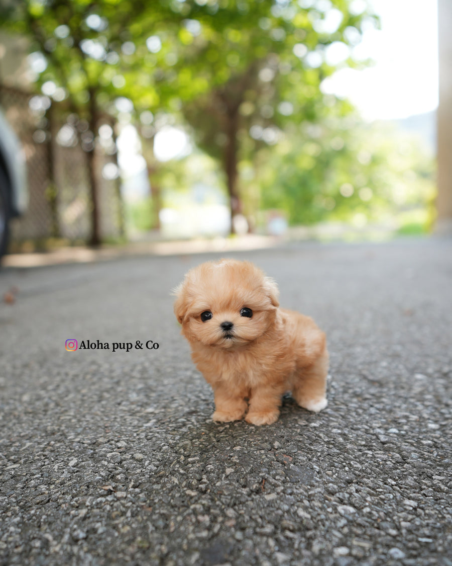Evie [TEACUP MALTIPOO]