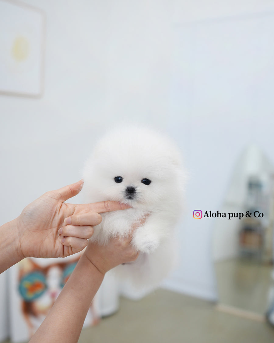 Buster [TEACUP POMERANIAN]