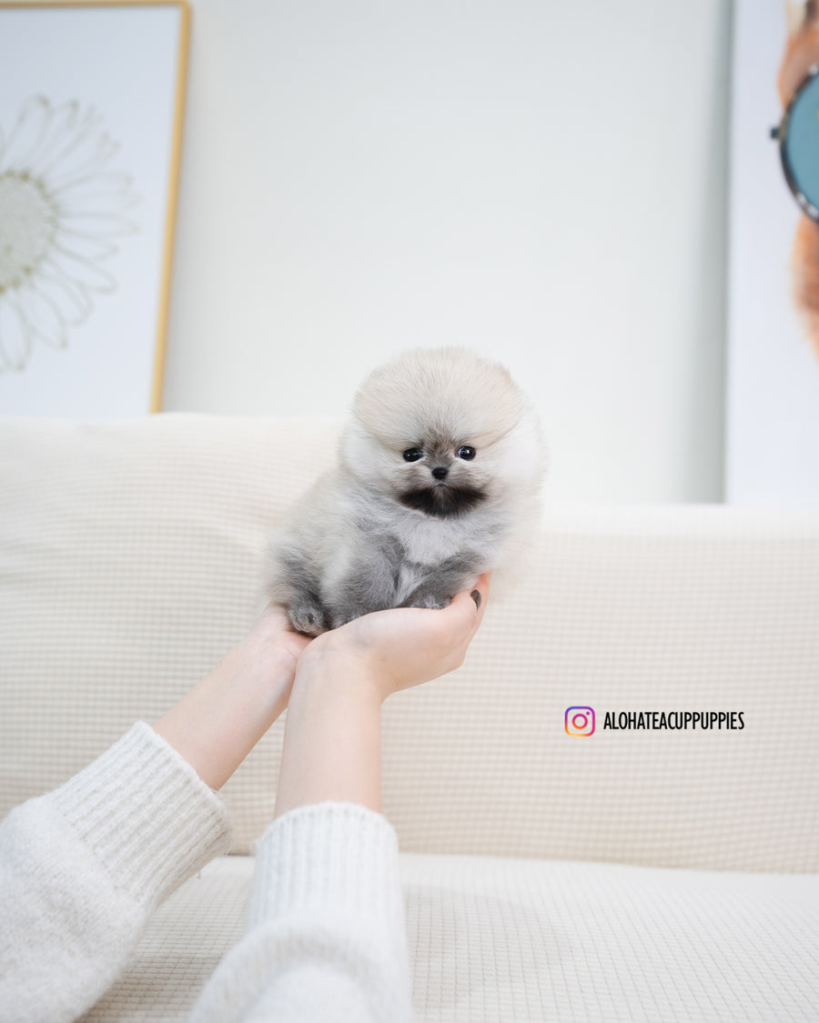 Tommy [TEACUP POMERANIAN]