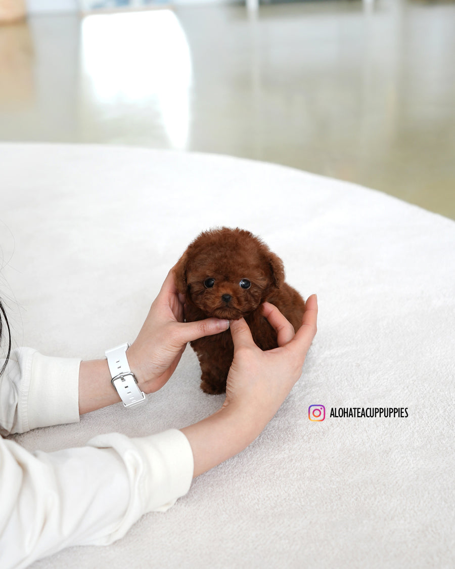 kitkat [TEACUP POODLE]