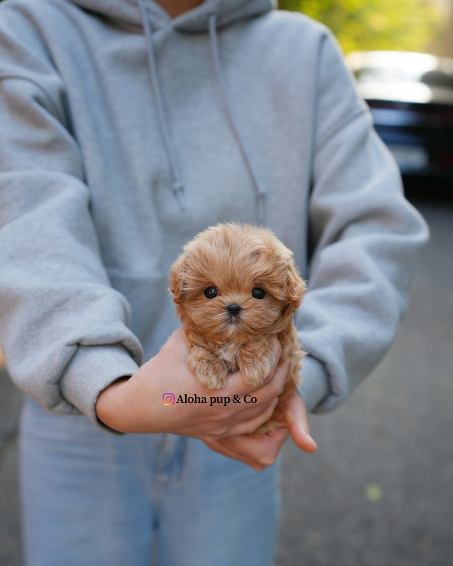 Mila [TEACUP MALTIPOO]