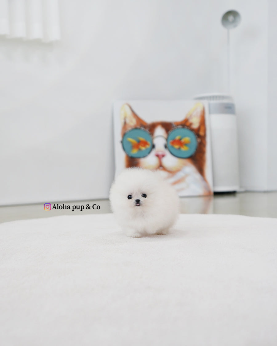 Damie [TEACUP POMERANIAN]
