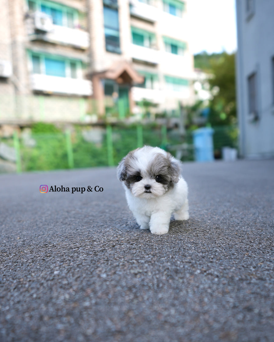 Sugar [TEACUP MALTIPOO]