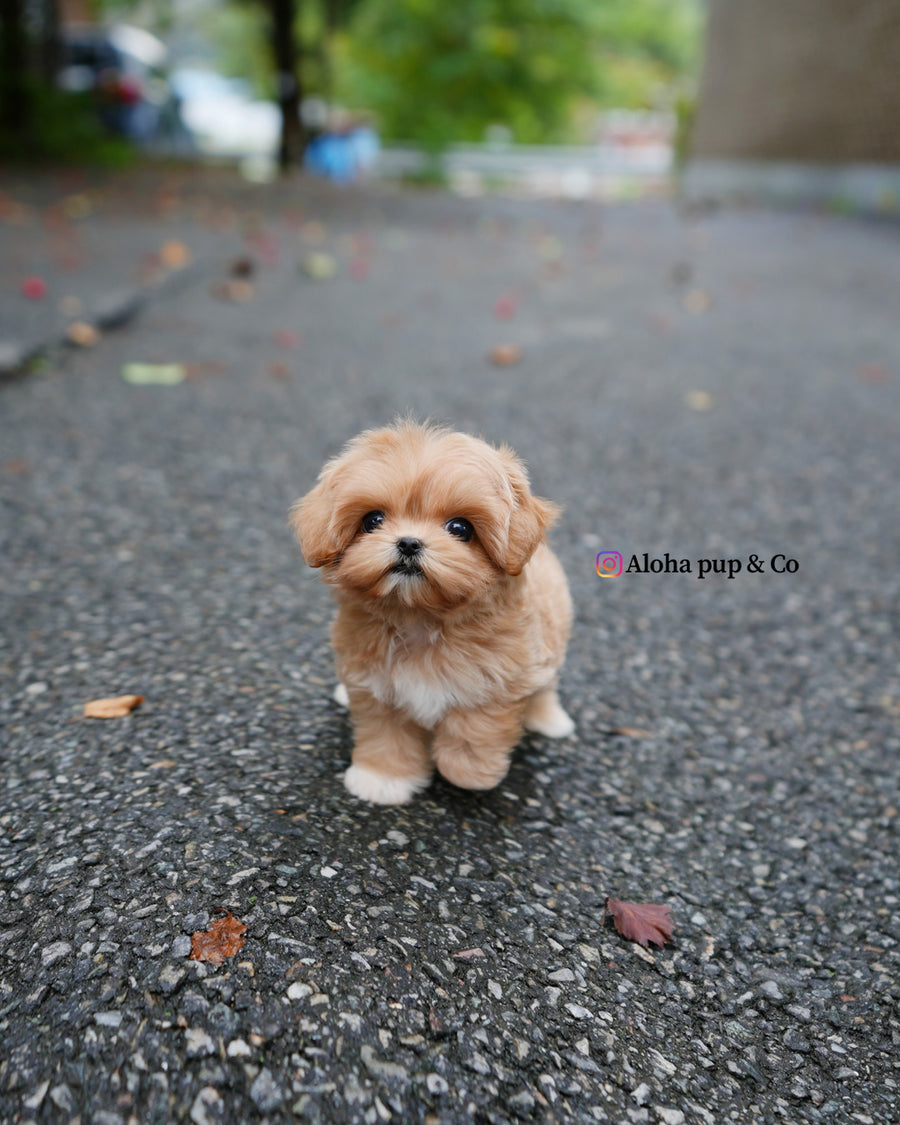 Margo [TEACUP MALTIPOO]