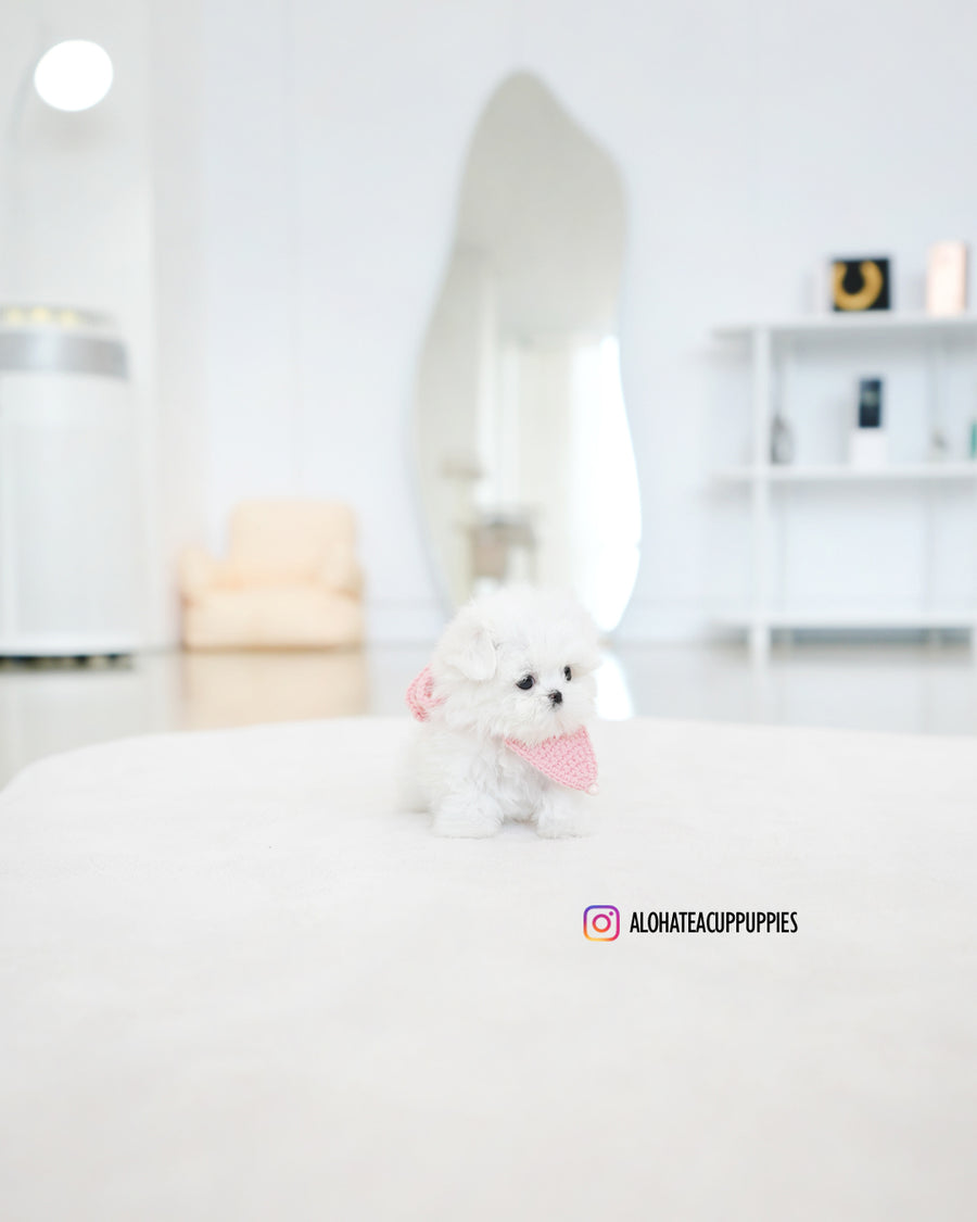 Moco [TEACUP MALTESE]