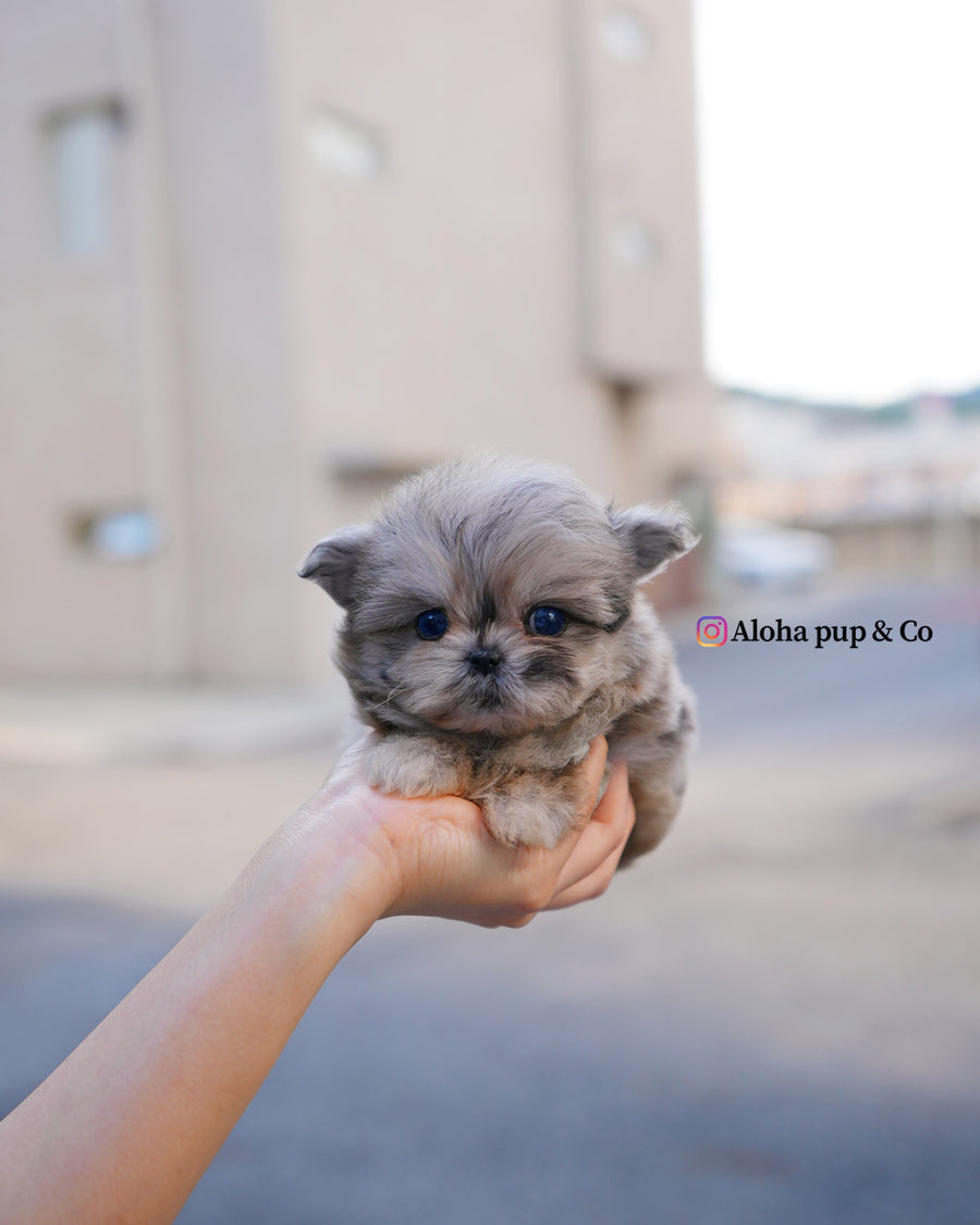 Pip [TEACUP MALTIPOO]