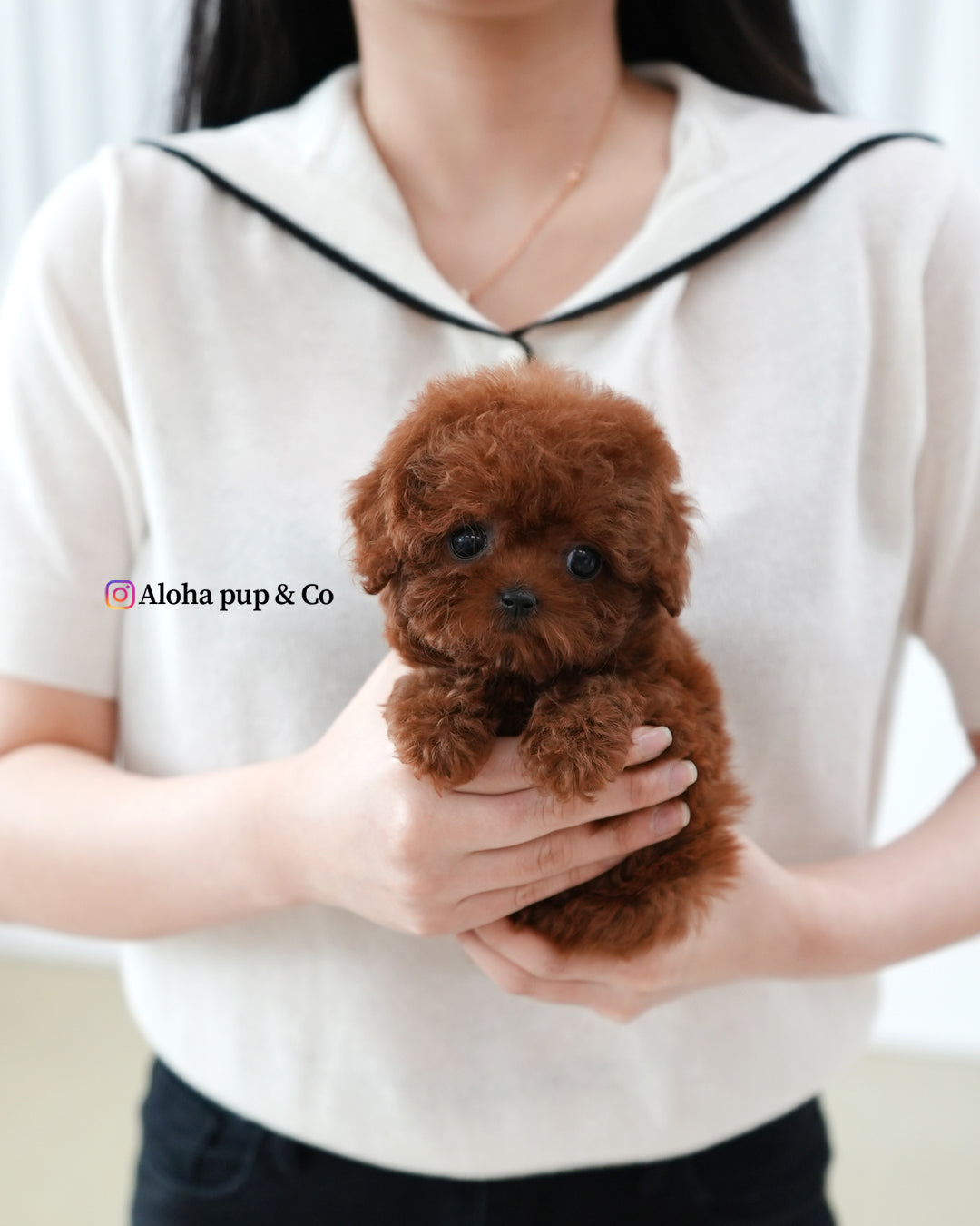micro mini teacup poodle