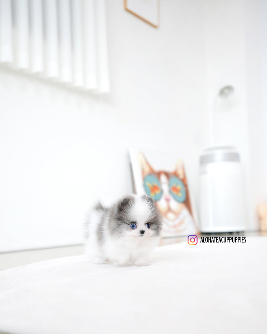 Prada [TEACUP POMERANIAN]