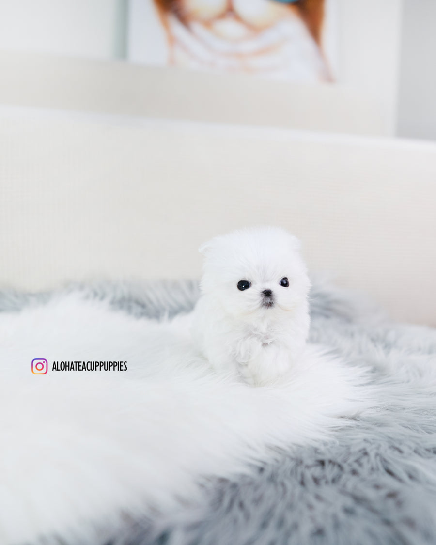 Louie [TEACUP MALTESE]