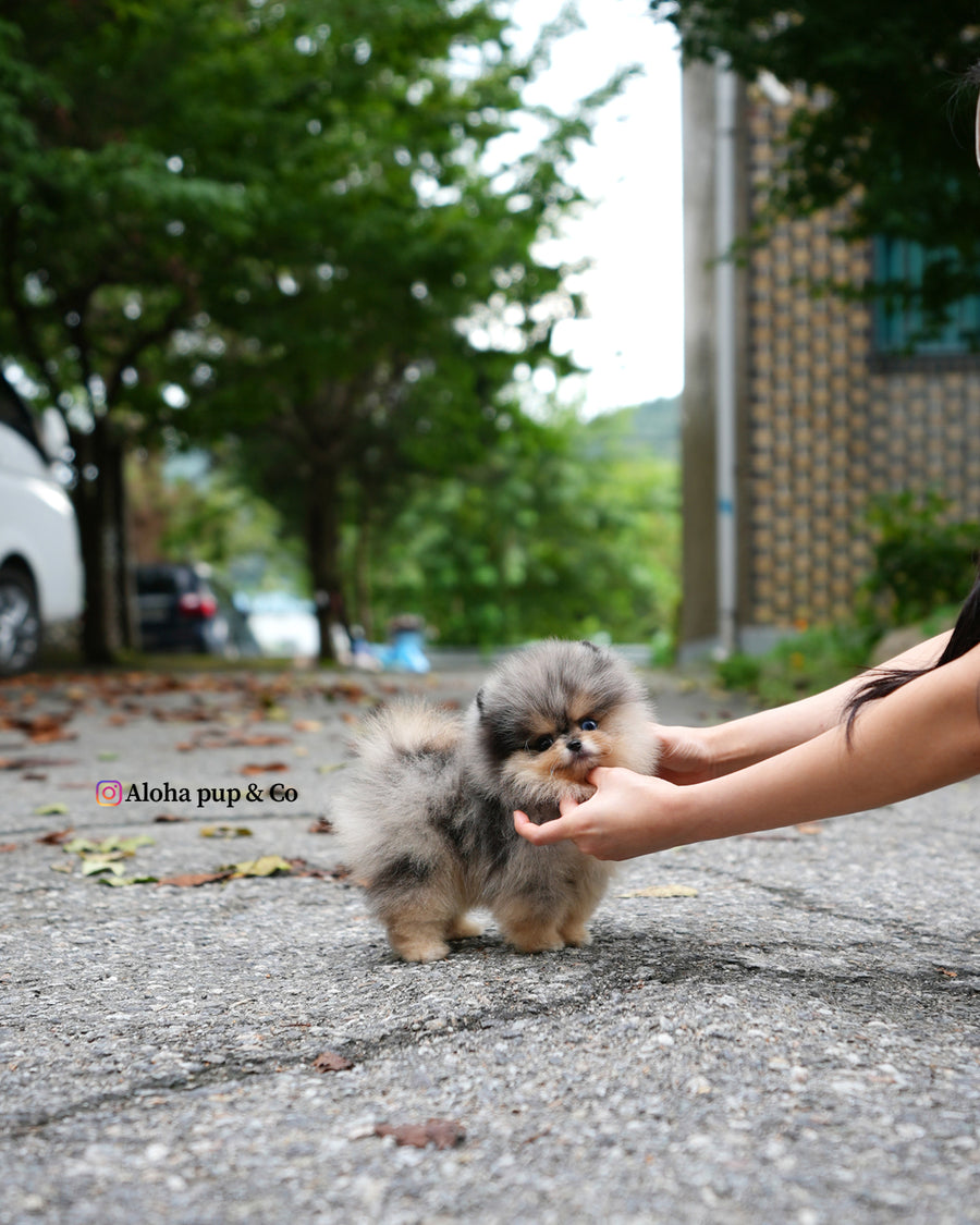 Lucian [TEACUP POMERANIAN]