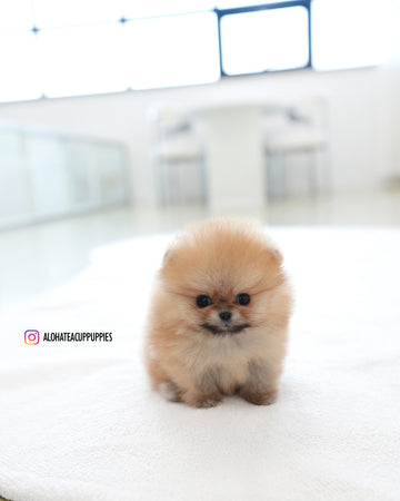 Marco [TEACUP POMERANIAN]