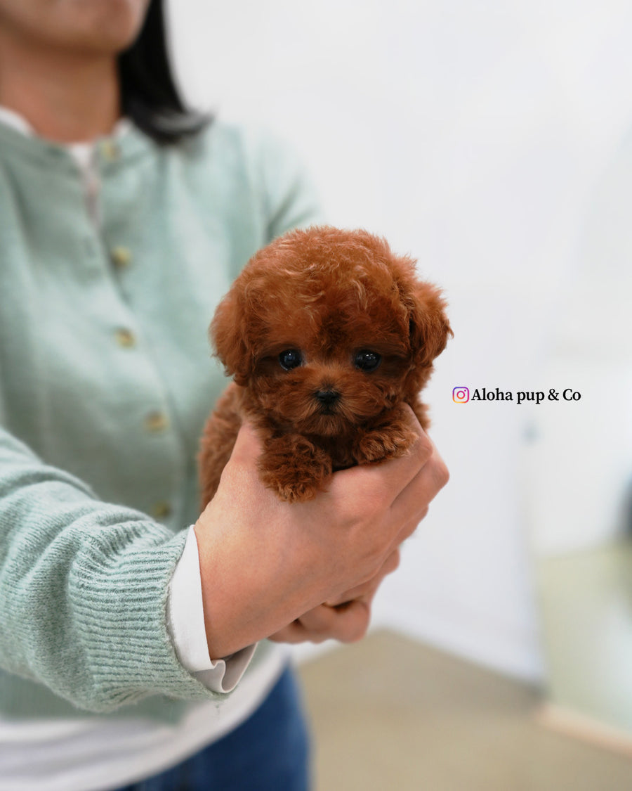 Jovi [TEACUP MALTIPOO]