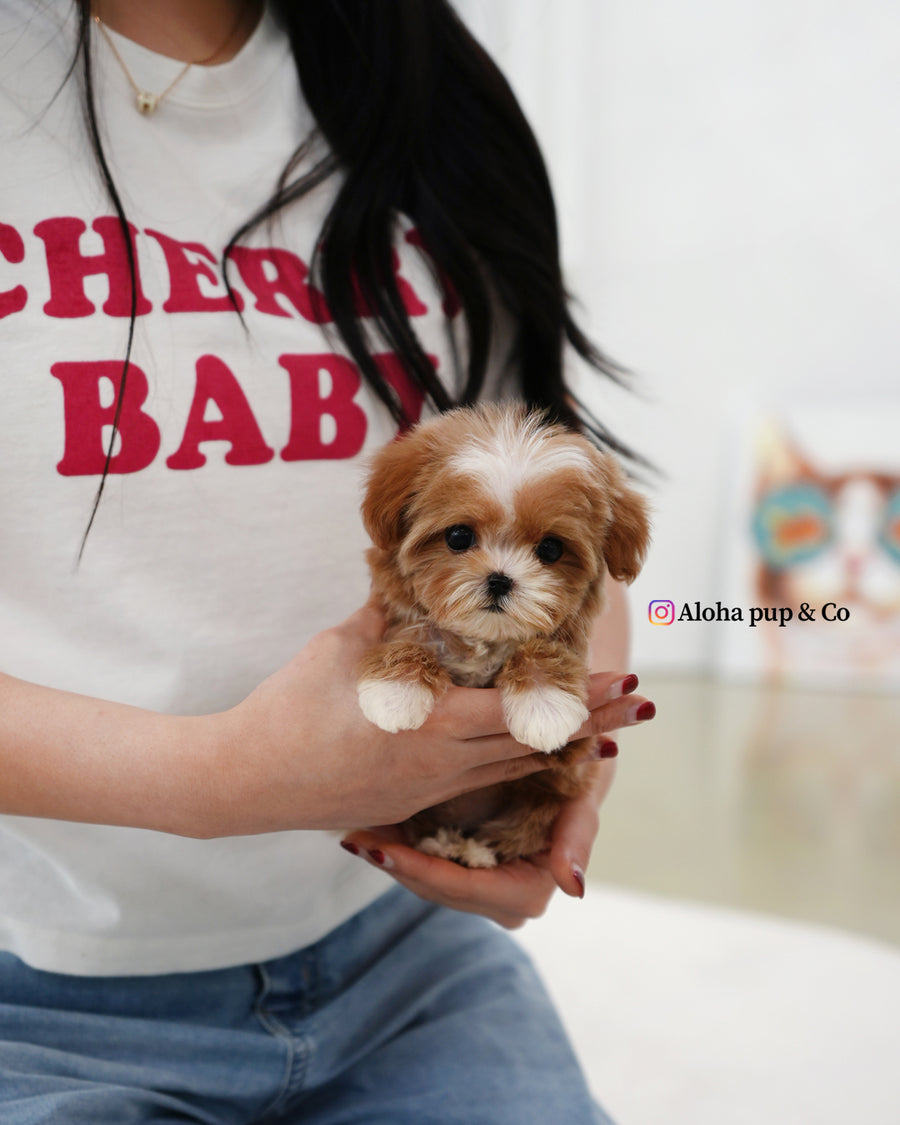 Mango [TEACUP MALTIPOO]