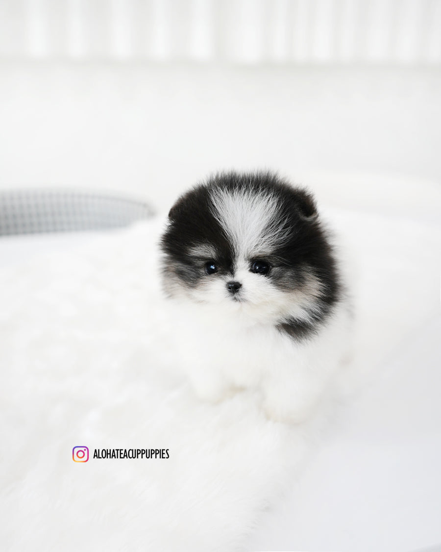 Linda [TEACUP POMERANIAN]