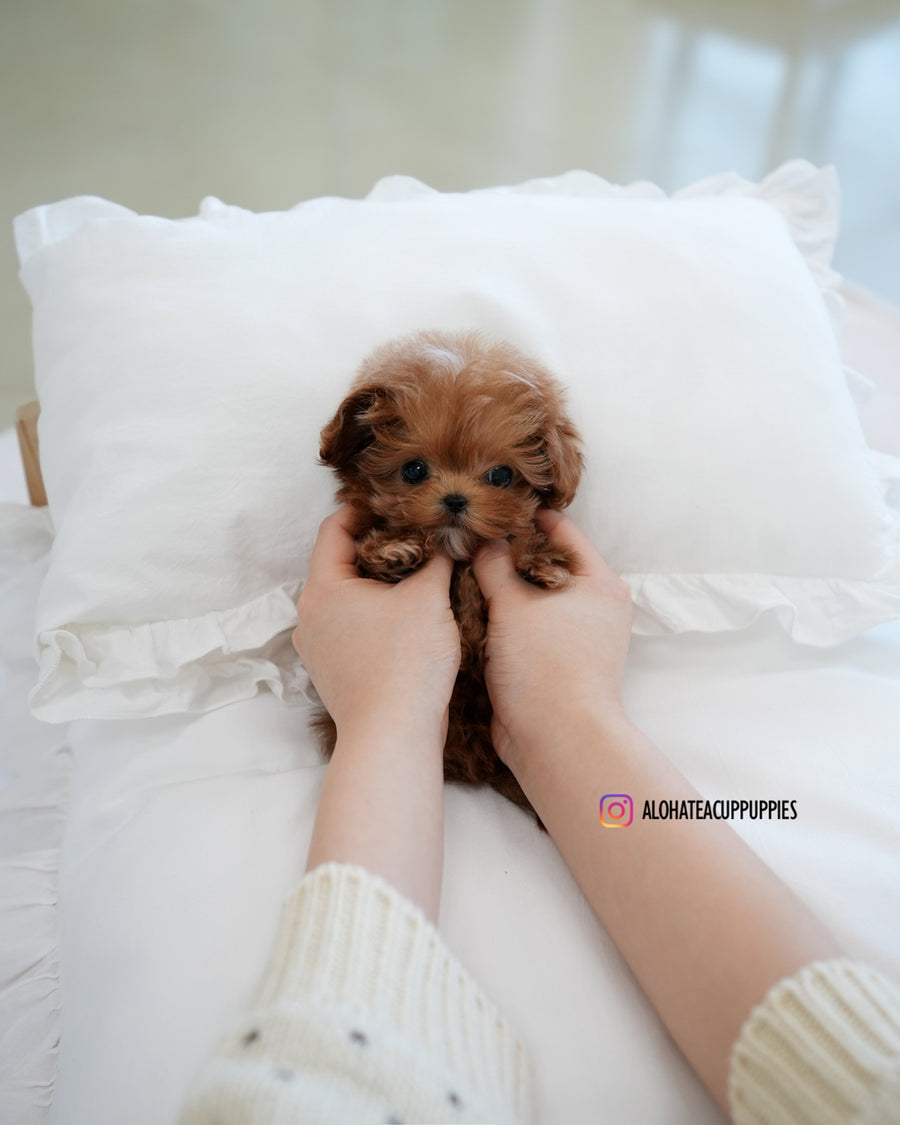 Rye [TEACUP MALTIPOO]