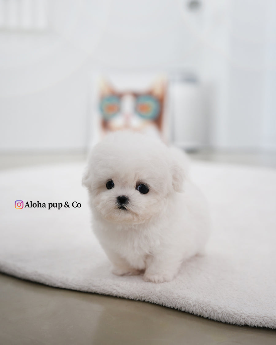 May [TEACUP BICHON]