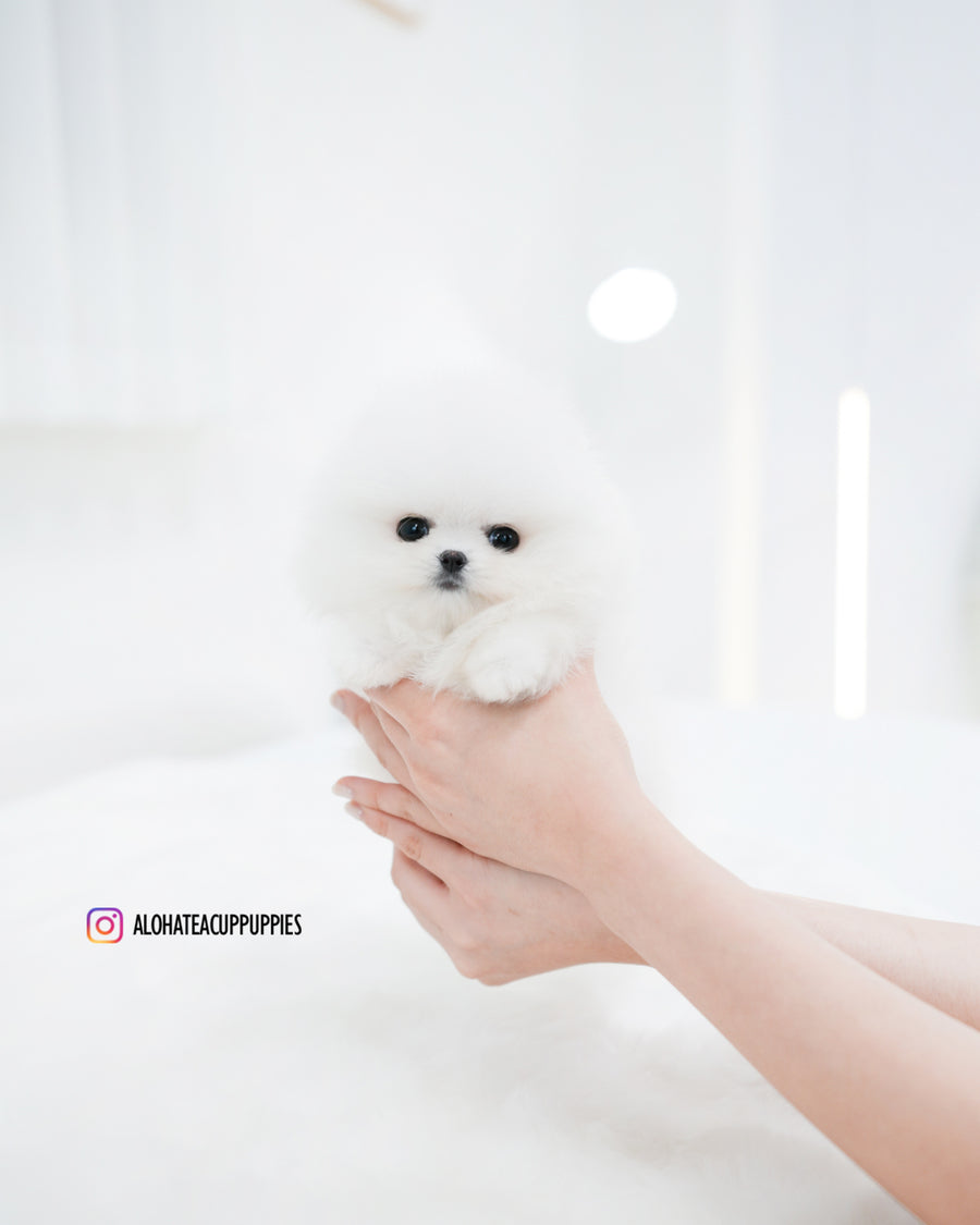 Wanda [TEACUP POMERANIAN]