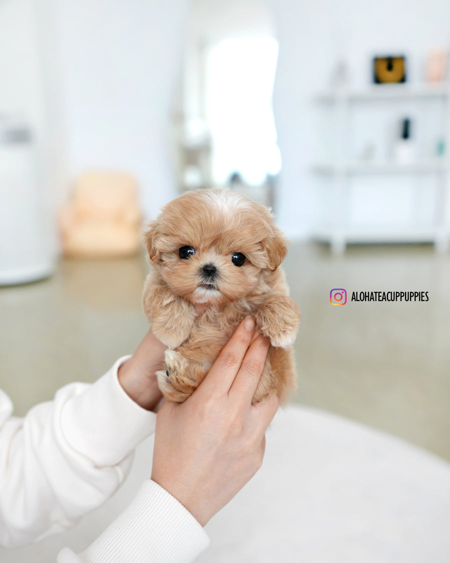Tia [TEACUP MALTIPOO]