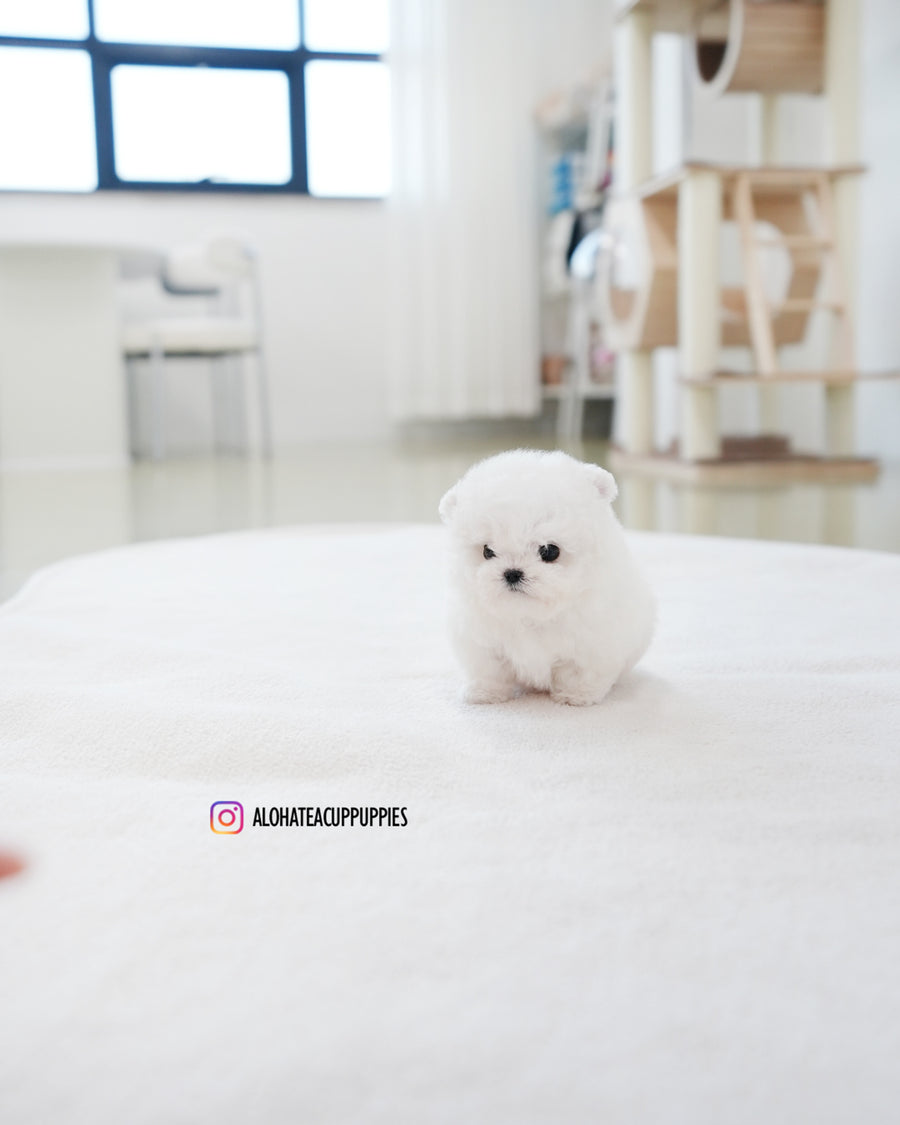 Tiffany [TEACUP BICHON]