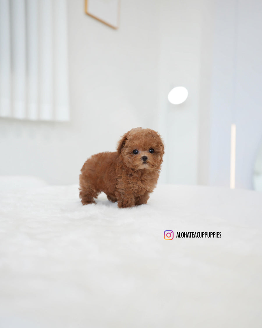 Kiel [TEACUP POODLE]