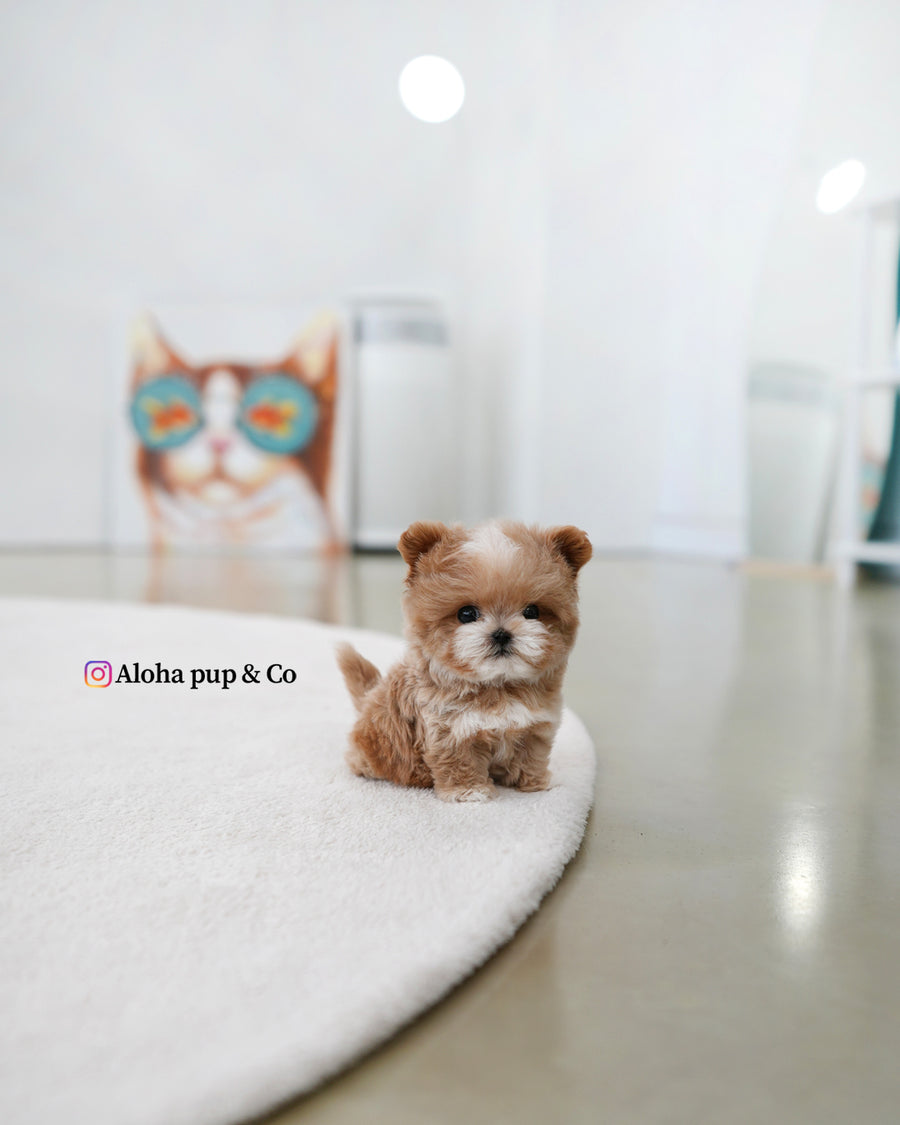 Mickey [TEACUP MALTIPOO]