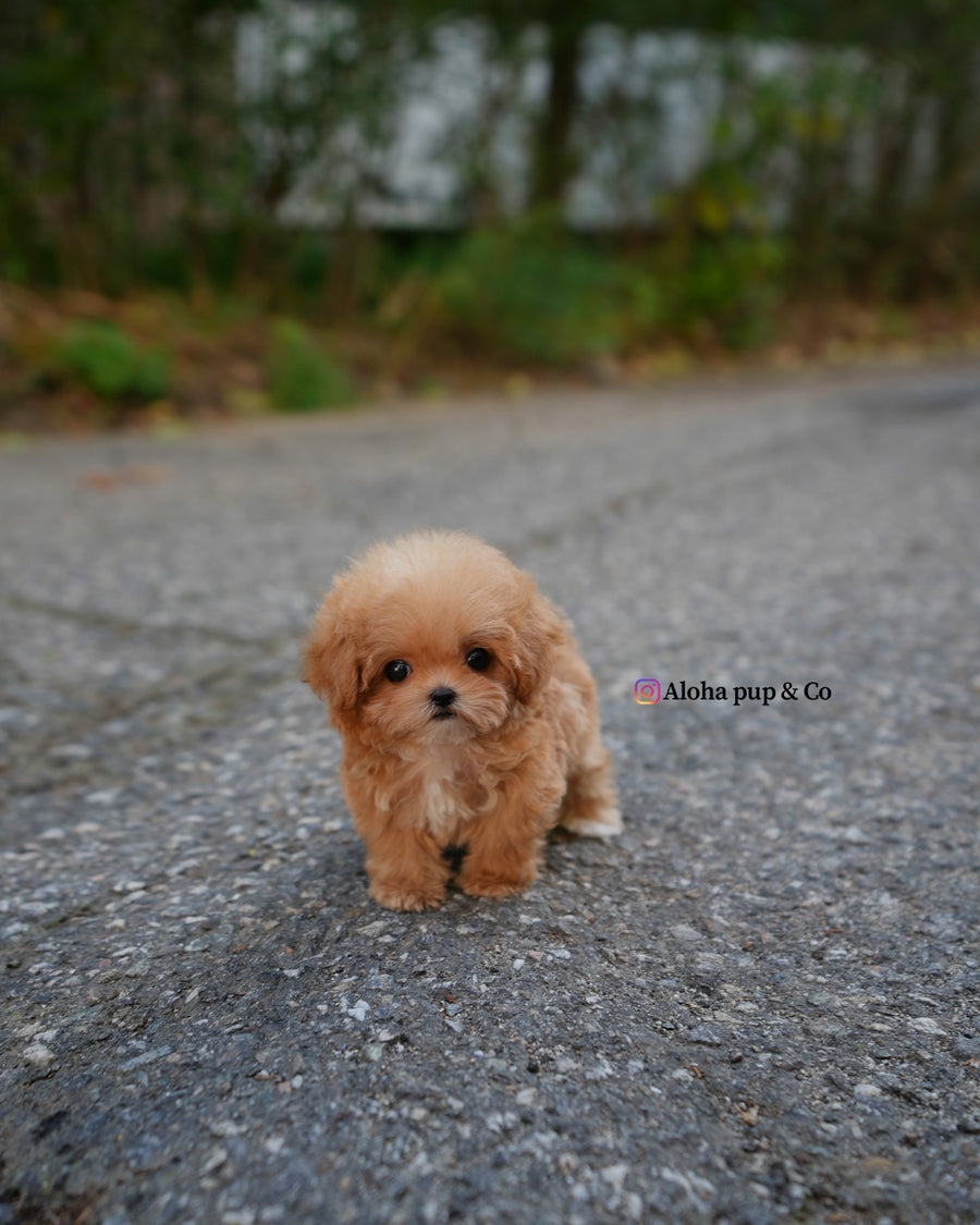 Bobo [TEACUP POODLE]