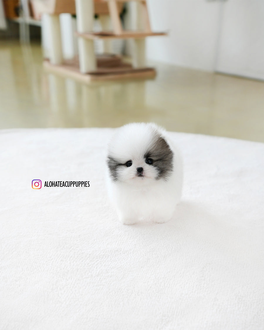 Lanvin [TEACUP POMERANIAN]