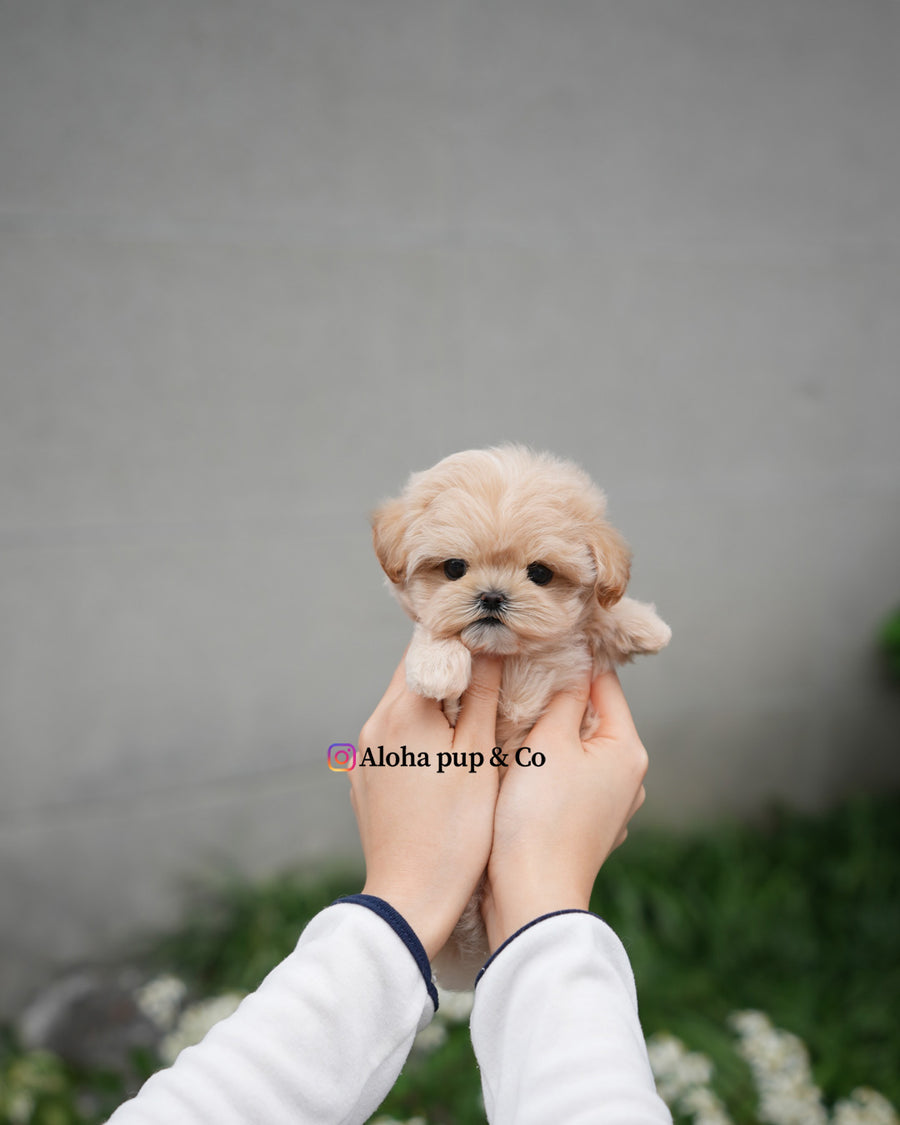 Roro [TEACUP MALTIPOO]