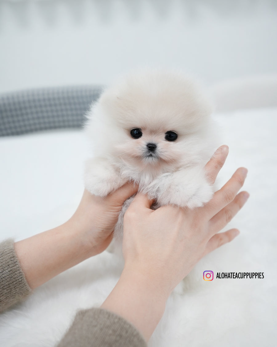 Sam [TEACUP POMERANIAN]