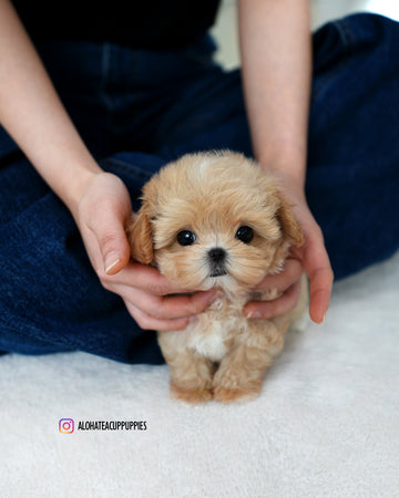 Orion [TEACUP MALTIPOO]