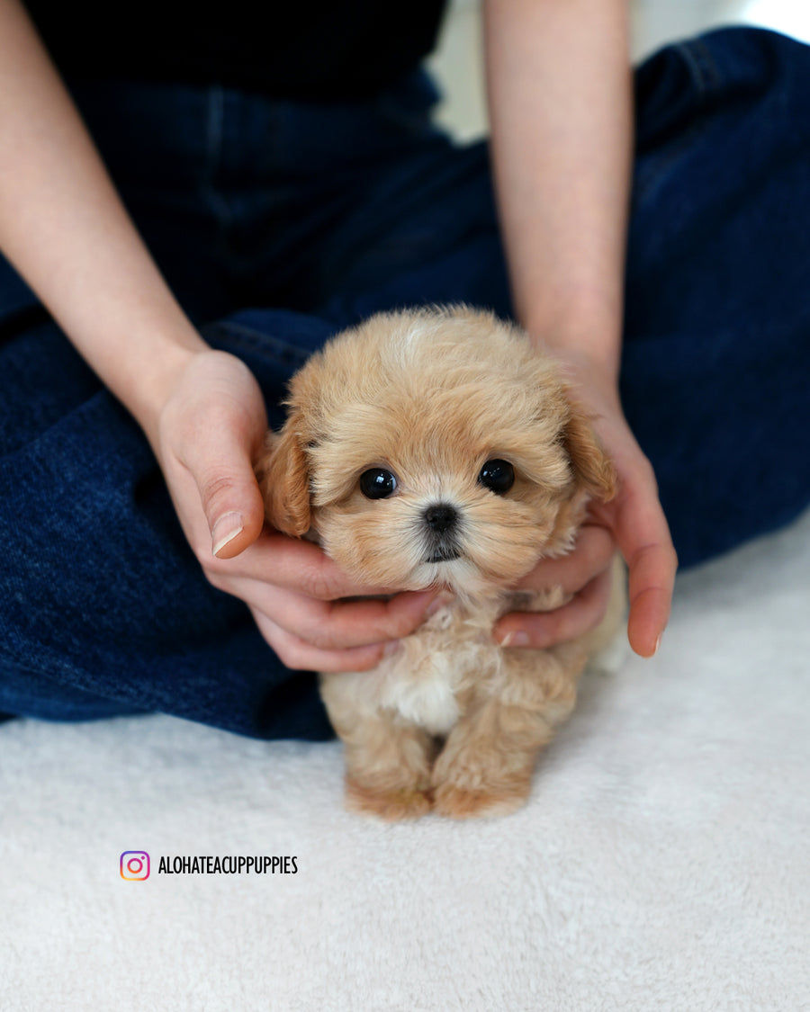Orion [TEACUP MALTIPOO]