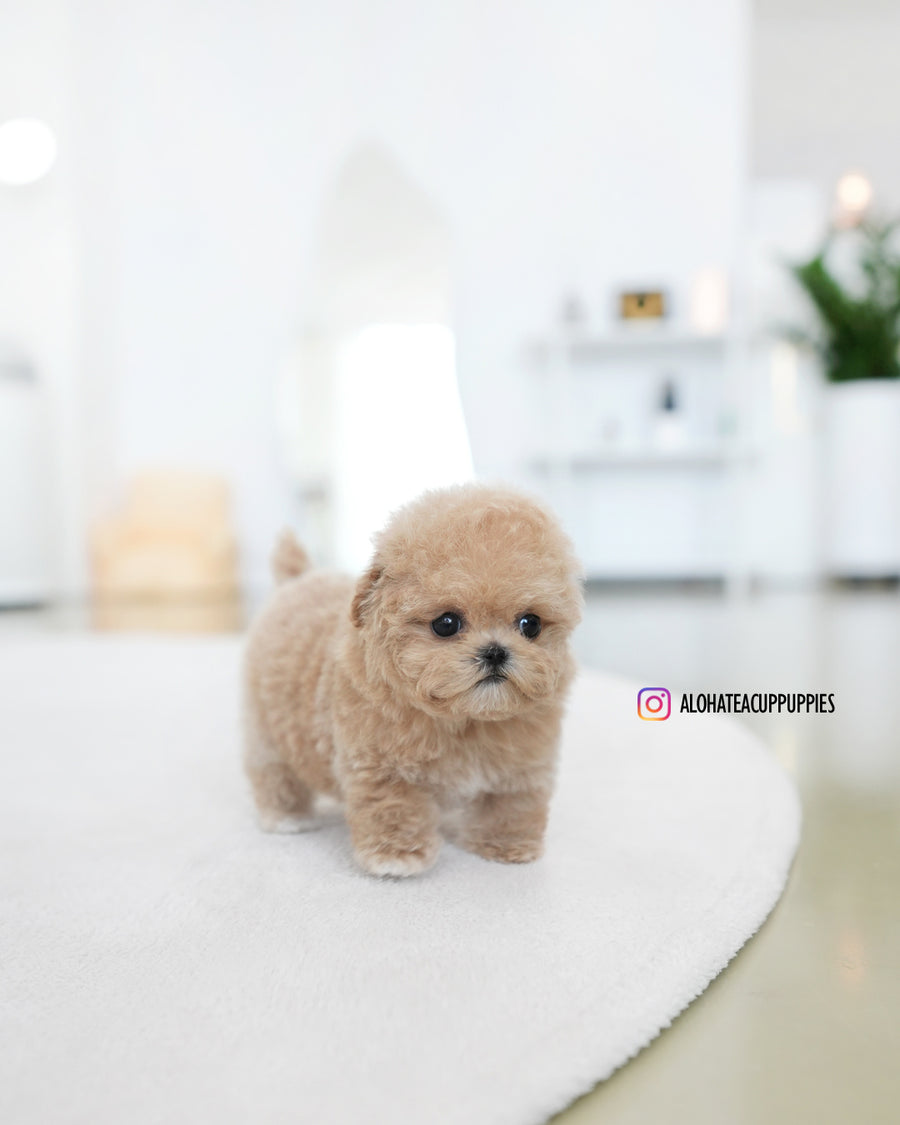 Ashley [TEACUP MALTIPOO]