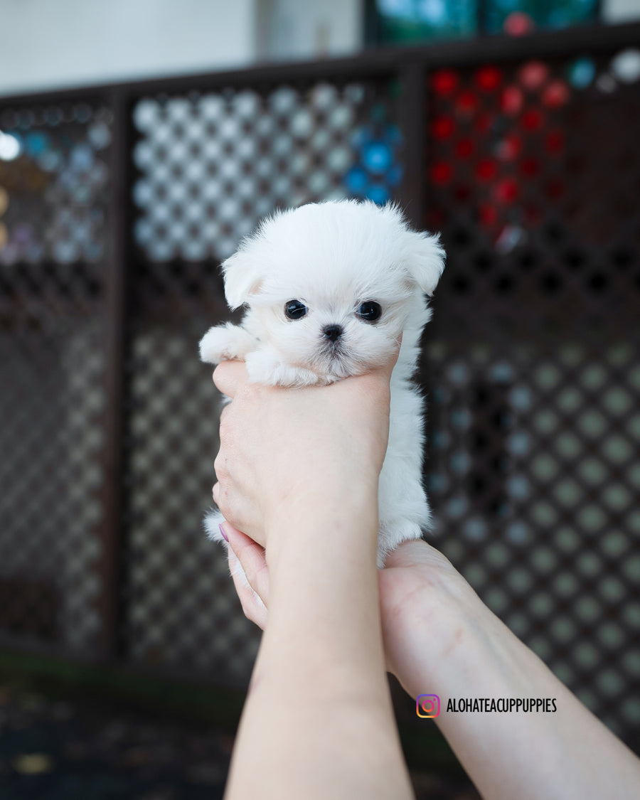 Hanna [TEACUP MALTESE]