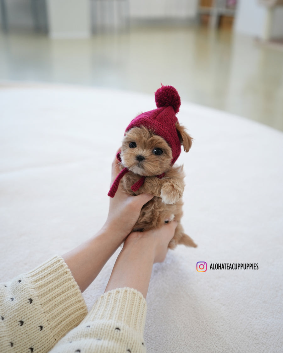 Baguette [TEACUP MALTIPOO]