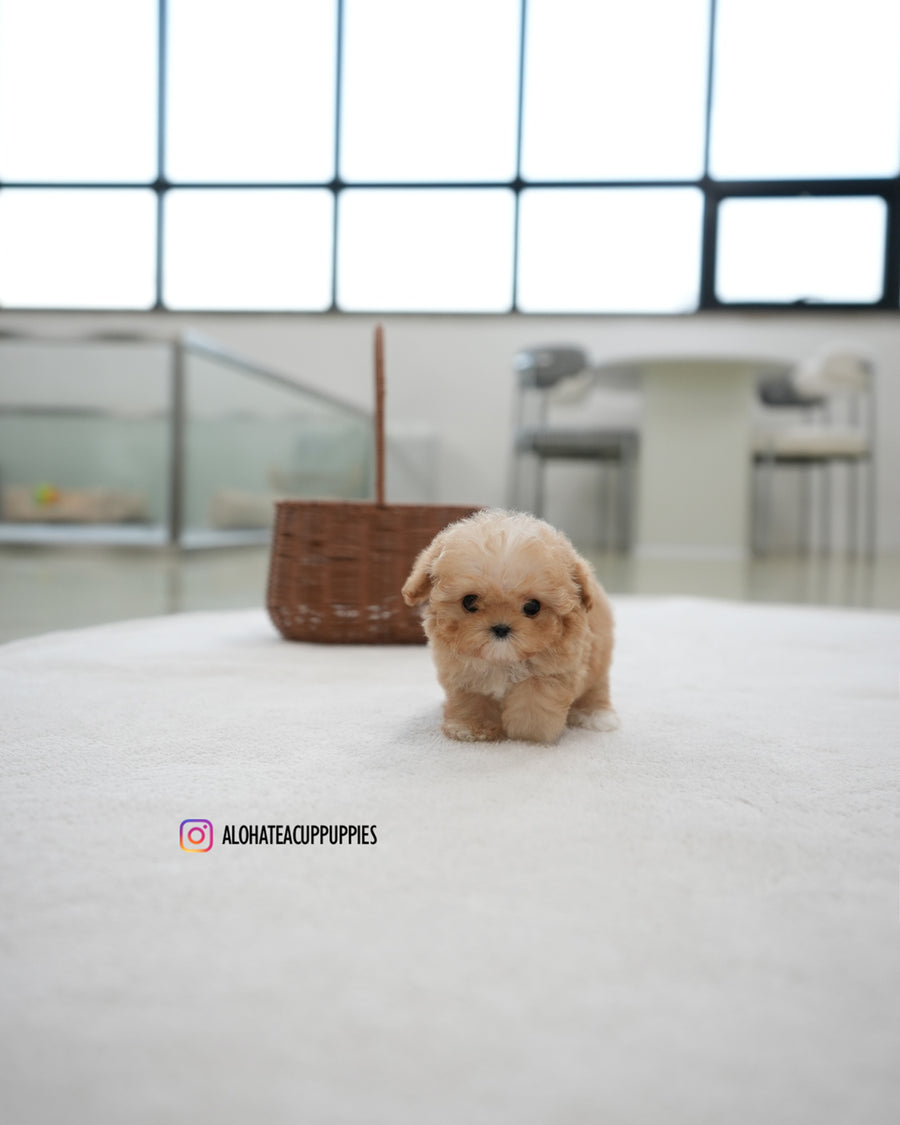 Reve [TEACUP POODLE]