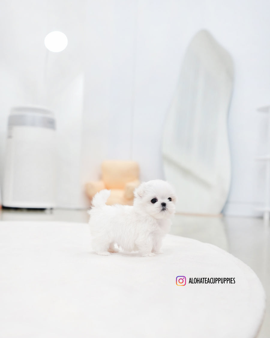 Eli [TEACUP MALTESE]