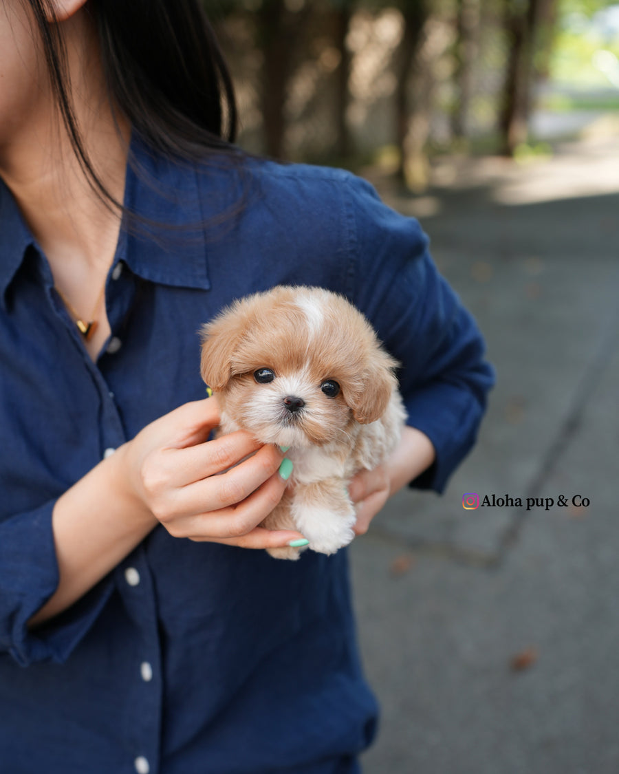 Zeke [TEACUP MALTIPOO]